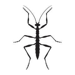 Intricate Stick Insect silhouette, an insect shaped like a branch – Stick Insect illustration – Stick Insect vector – Insect silhouette

