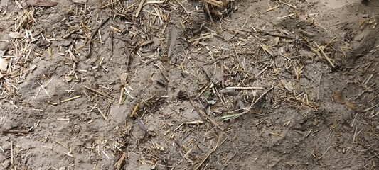 Sandy Ground Texture with Dry Grass and Twigs Natural Background for Design