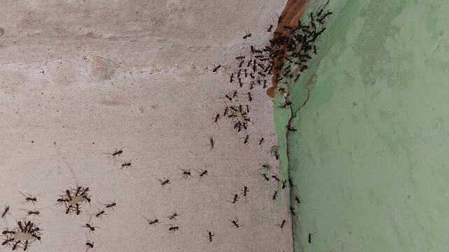 Black ant colony migration, the movement of an entire colony of ants from one nest to another.