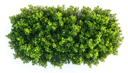 Obraz premium Brushstroke of bush isolated on white background, top view