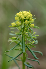  Zypressen-Wolfsmilch