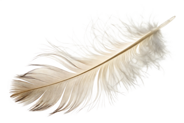 Soft white feather close up on White background for artistic or conceptual design PNG