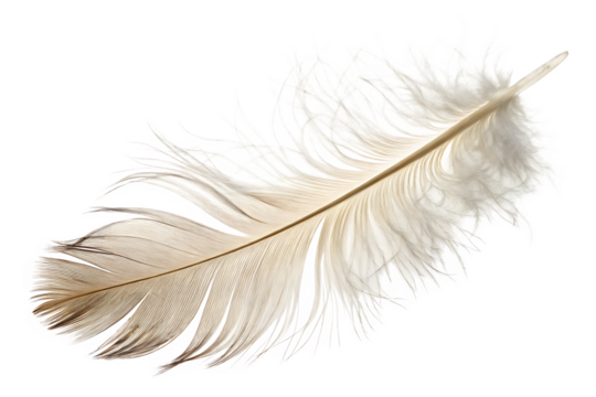 Soft white feather close up on White background for artistic or conceptual design PNG