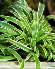 Obraz premium Close-up of lush spider plant with green and white striped leaves