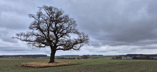Oak tree by the road on a rainy spring day