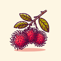 rambutan fruit vector illustration