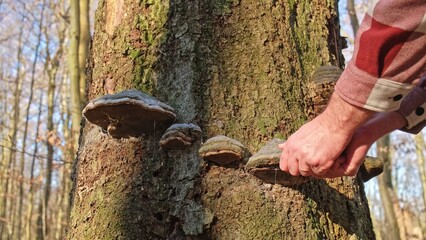 Obraz premium Caucasian Male Hiker Gathering Polypore Bracket Fungus from Tree Trunk for Campfire Amadou Kindling Firelighter