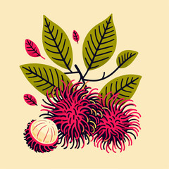 rambutan fruit vector illustration