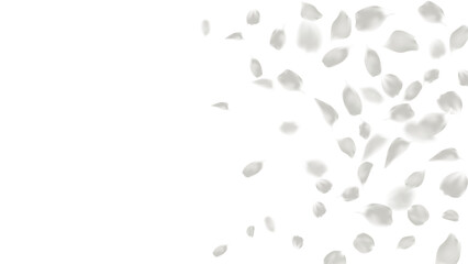 Rose petals flying float on transparent background, romantic greeting card, spring season