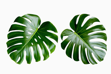 Tropical leaves monstera or monstera leaf isolated on white background. daun monstera. Object with clipping path