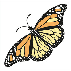 butterfly on white background