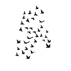flock of birds flying