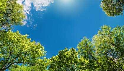 Obraz premium Sunny blue sky with treetops copy space scene