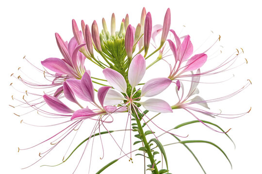 Spider flower blossom isolated on White background cleome plant with pink petals PNG