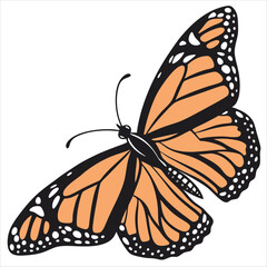 butterfly on white background