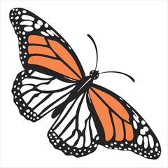 butterfly isolated on white background