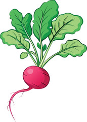Fresh Red Radish Vector Illustration with Green Leaves and Detailed Design - Ideal for Healthy Food and Agriculture Themes