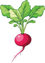 Fresh Red Radish Vector Illustration with Green Leaves and Detailed Design - Ideal for Healthy Food and Agriculture Themes