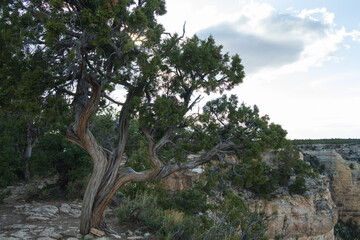 Juniper tree at the South Rim at Grand Canyon National Park, Arizona