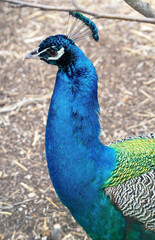 Fototapeta premium Beautiful peacock head