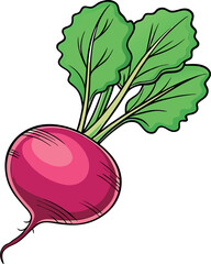 Fresh Red Radish Vector Illustration with Green Leaves and Detailed Design - Ideal for Healthy Food and Agriculture Themes