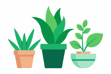 green plant in a pot