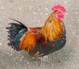 portrait of a big beautiful rooster