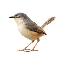 Ashy prinia bird standing still on white background