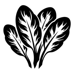 Obraz premium Monochrome Illustration of Calathea Ornata Sanderiana Foliage with Unique Striped Leaf Patterns