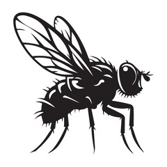 Detailed Fly Illustration Insect Vector Graphic Design Resource