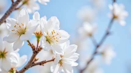Obraz premium A close up photo captures the delicate white petals of a flowering cherry tree against a clear blue sky, showcasing the tree's natural beauty and elegance in full bloom.