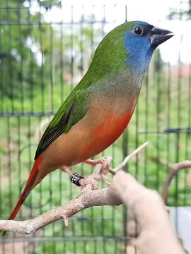 Pin tailed parrot finch, bird on a branch, beautiful bird on a branch of