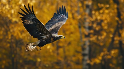A Juvenile Bald Eagle in Flight Soaring Through Autumn Foliage Scene