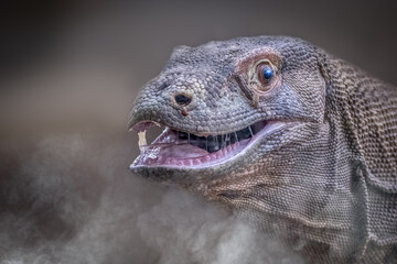 Close-Up of Komodo Dragon with Open Mouth, Saliva Strings, and Sharp Teeth in Detailed Focus