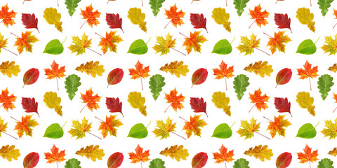 Colorful autumn leaves seamless pattern on white background