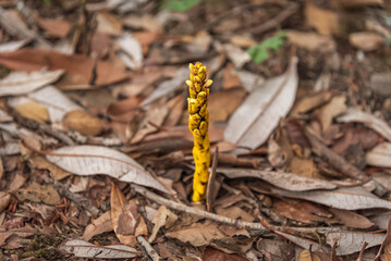 A fern is a member of a group of vascular plants that reproduce via spores. Tree fern an primitive epiphyte ferns in the order Cyatheales grows upon another plant, found in moist tropical areas.
