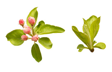 New buds are growing on the apple tree.