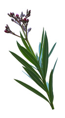 new oleander buds are opening