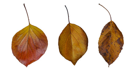 various yellow leaves in a row