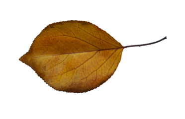 Yellow leaf veins are visible.