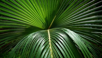 Tropical palm leaf