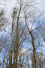 trees in the park