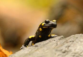 salamander on a rock