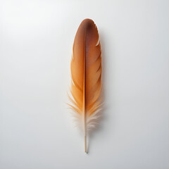 A striking orange, blue and brown feather lies gracefully on a pristine white background. 