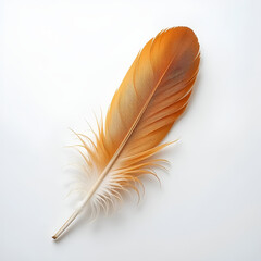 A striking orange, blue and brown feather lies gracefully on a pristine white background. 
