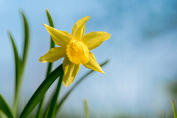 Yellow daffodils in green grass on a sunny day