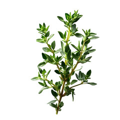 Fresh thyme herb sprig isolated on transparent background