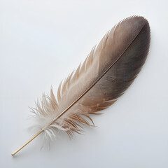 A striking orange, blue and brown feather lies gracefully on a pristine white background. 