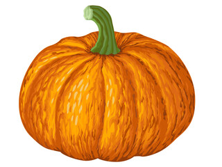 
Beautiful full yellow pumpkin illustration on white background. Editable vector illustration.