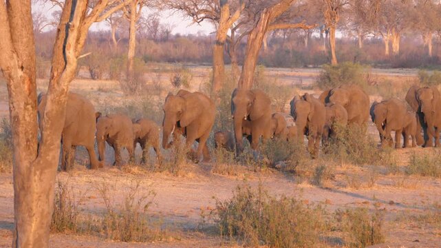 Big herd of elephants walking in Khaudum National Park Namibia